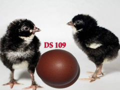 Цыплята Доминант 109