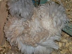Инкубационное яйцо кудрявых кур (Сизли)