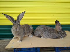 Кролики в Сабинском районе