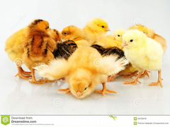 Цыплята домашние