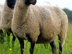 Романовских овец