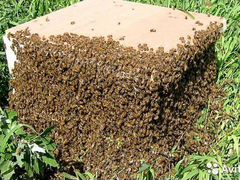 Матки пчёл