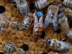 Пчёлы пчеломатки