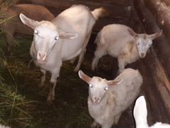Продаются дойные козы, козел и молодые козлята