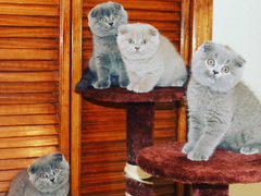 Шикарные шотландские голубые котята