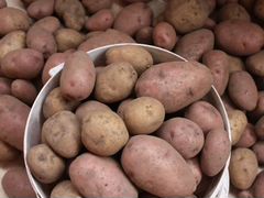 Картофель, урожай 2019