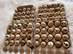 Инкубационные перепелиные яйца, бройлерный Техас