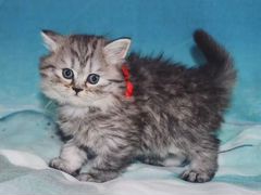 Чистокровные шотландские котята хайленд - страйт