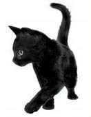 Черный котенок девочка-подросток 6 м стерилизована