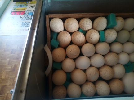 Купить инкубационное яйцо в курской области. Яйцо инкубационное авито Бузулук. Индюшиные яйца под овоскопом. Индюшиные яйца цена за десяток. Авито Котельники Московская область индюшиное яйцо инаугурации.