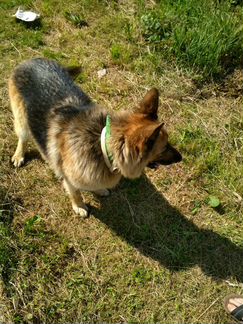 Найдена собака немецкая овчарка
