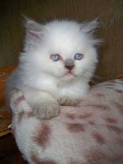 Очаровательный невский маскарадный котенок - котик