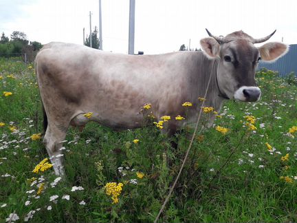 Корова первотелка швицкая порода (3 года)