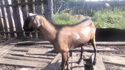 Нубийский козел. 2.5года
