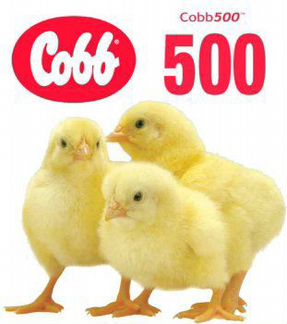 Цыплята бройлеры кобб - 500 (Чехия)