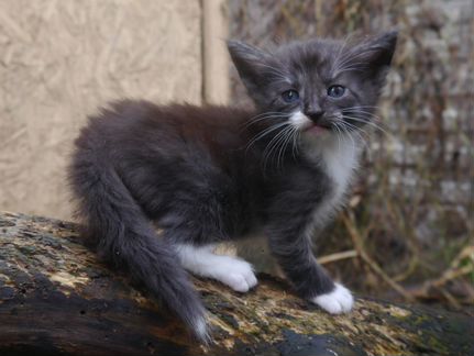 Котёнок породы норвежская лесная с родословной