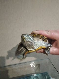 Черепахи красноухие)