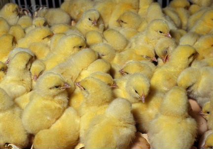 Инкубационое яйцо и суточные цыплята утята гусята