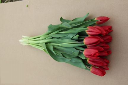 Тюльпаны опт и розница