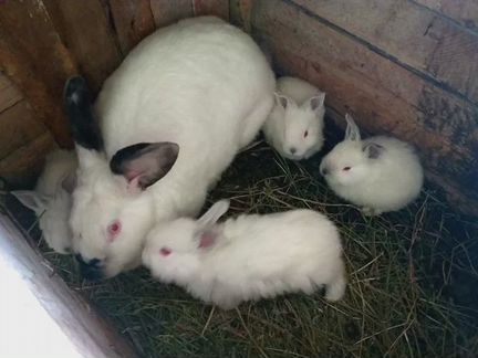 Продаю 8 кроликов