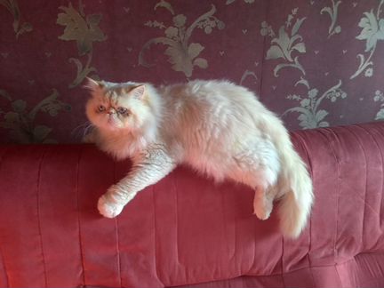 Вязка персидского кота