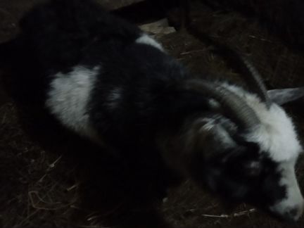 Коза 2 года (огуленная) + козел 1г. 2 мес