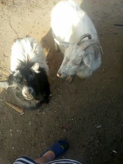Две козачки