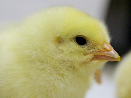 Бройлерные цыплята и инкубационное яйцо Ross 308