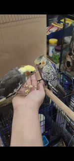 Попугаи ручные малыши разные