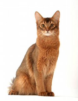 Сомалийский кот вязка