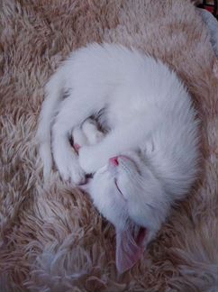 Турецкая ангора, белые котята