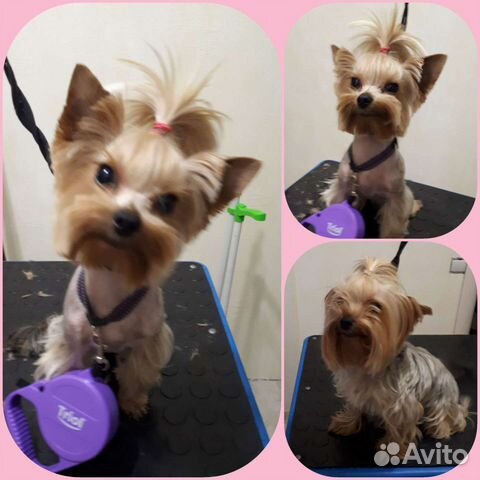 Стрижка собак-Грумер