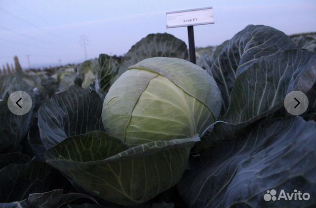 Семена капусты Авак F1