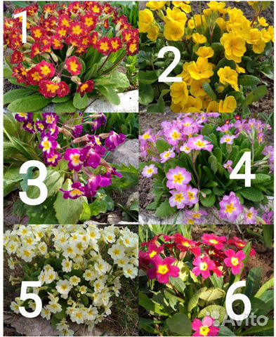 Цветы многолетники в асс.примулы,ирис,флокс,другие