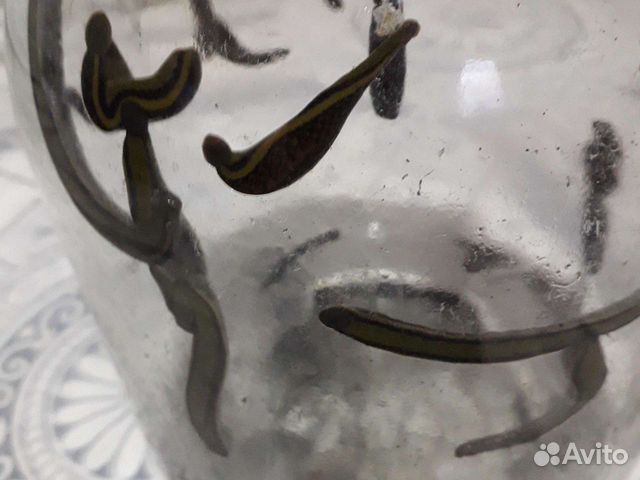 Краснодарские пиявки. Краснодарские пиявки. Краснодарские пиявки. Аптекарская пиявка. Медицинская пиявка гирудотерапия.