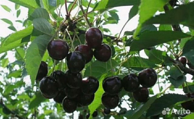 Вишня / Шоколадница