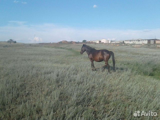 Купить Лошадь Оренбургской Области Avito