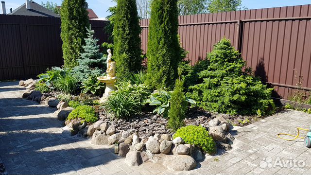 Туя западная