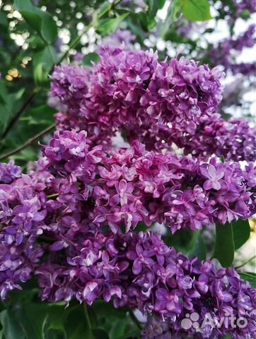 Сирень махровая