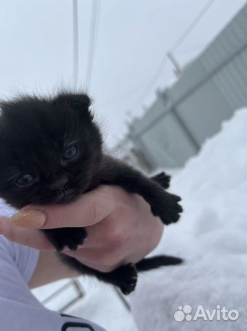 Шотландский вислоухий котенок девочка