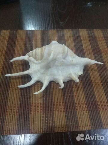 Морская ракушка