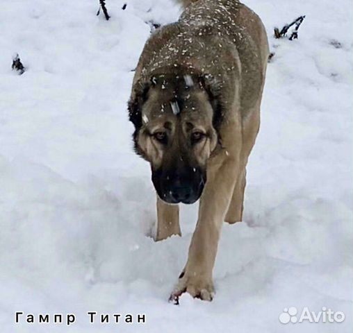 Армянский гампр -Щенки