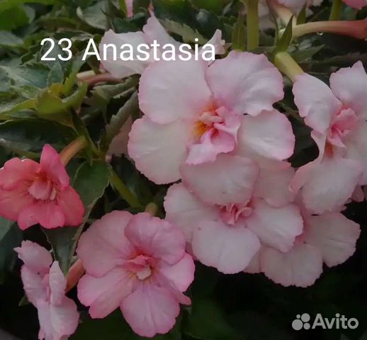 Ризомы ахименесов