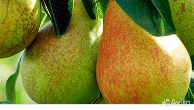 Саженцы плодовых деревьев