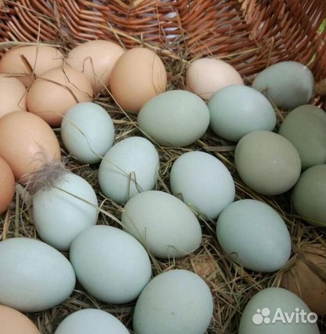 Фото голубых и зеленых яиц Купить недорого птиц 