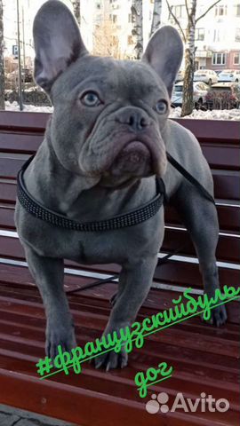 Французский бульдог кобель лиловый Вязка
