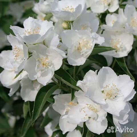 Чубушник Алебастр (жасмин)