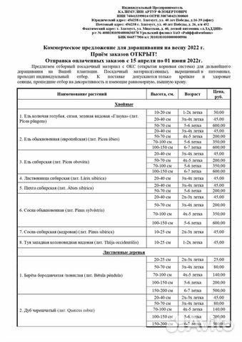 Ель колючая (окс) саженцы на доращивание