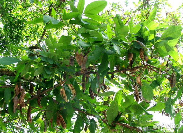 Саженцы Маакия амурская, Медонос, акация Маака