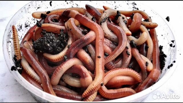 Дендробена (червь для рыбалки)